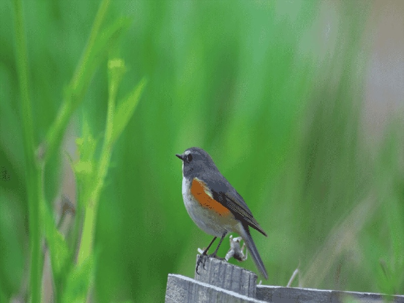 采血试管橙色液体,试管移植血脂六百多